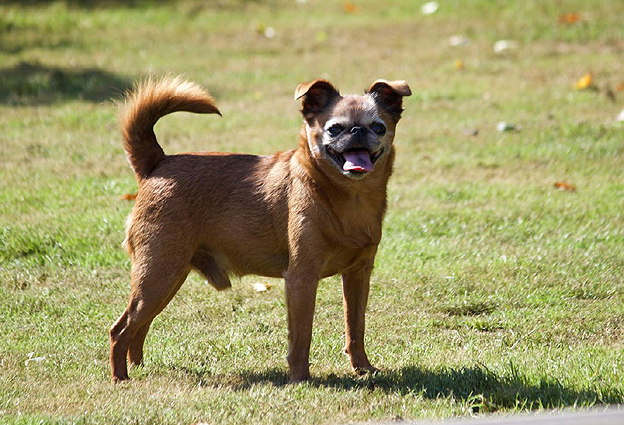 Kennel Karmdal Bandit