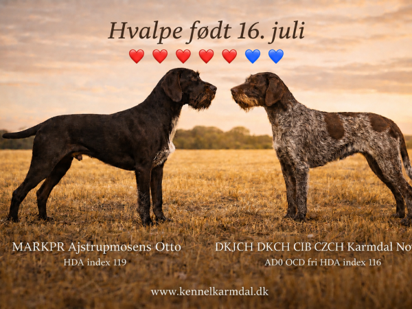 hvalpefodt